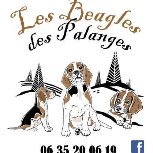 Les beagles des palanges