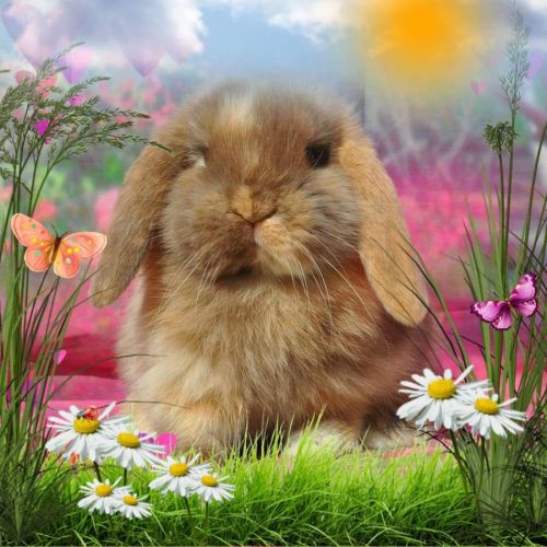 Élevage de lapins nain bélier-minilop