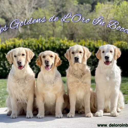 Les goldens de l'oro in bocca