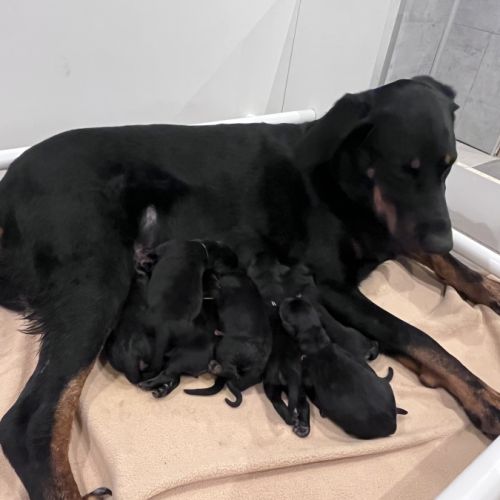 Les beaucerons de l’eden des boss