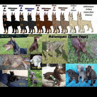 Les petits bijoux de couleurs