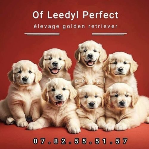 Élevage golden retriever dans le sud de la france