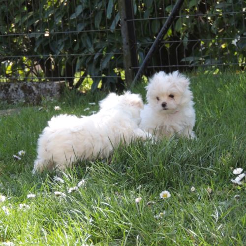 Elevage de la belle rose