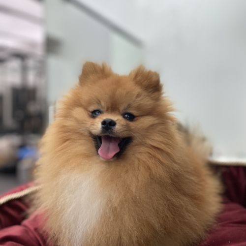 Élevage des cotons de soie d’or!