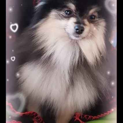 Elevage familial au jardin d'athena