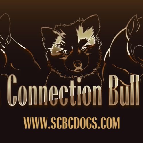 Élevage familial de bouledogue français et teckel