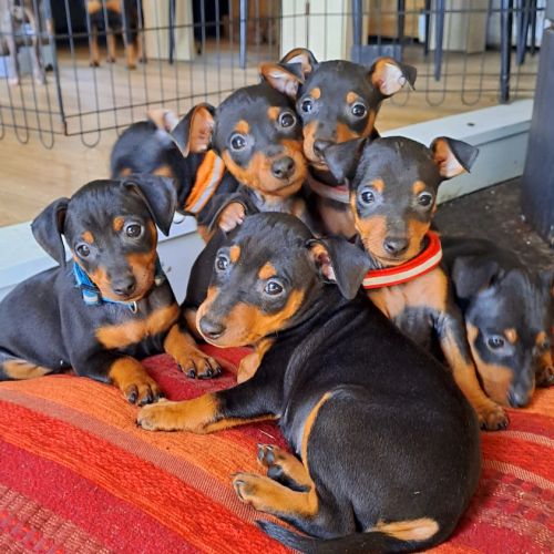 Élevage de pinsher nain