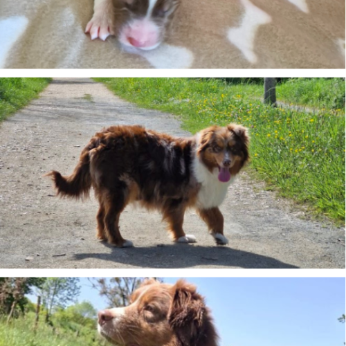 Ma famille de berger australien