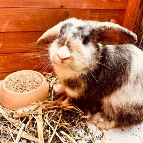 Elevage de lapin nain bélier pur race