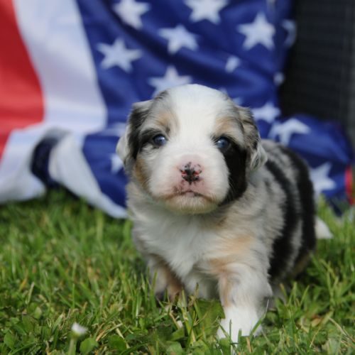 Élevage familial de berger américain miniature