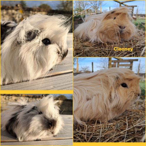 Les chons du petit domaine de la passée