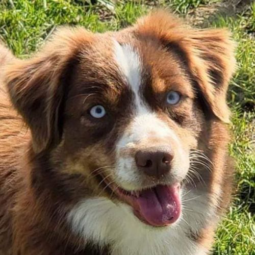 Elevage de la foret des gazelles