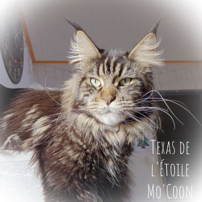 Chatterie de l'étoile mo'coon