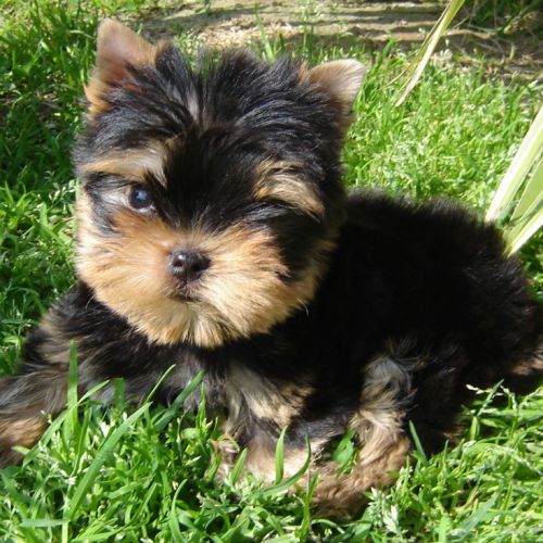 Elevage familial de yorkshire terrier