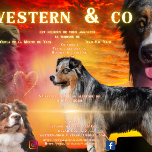Western & co elevage familial de berger australien