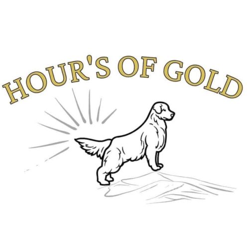 Elevage familial de golden retriever lof