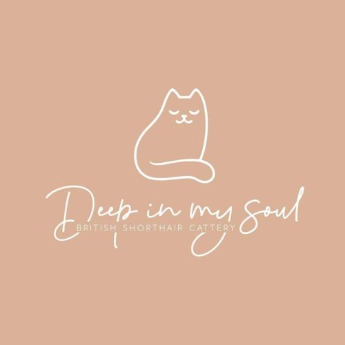 ✨😻 bonheur poilu à partager 😻✨