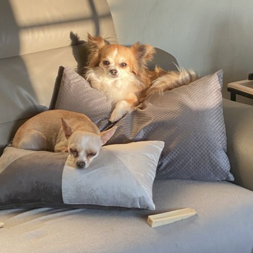 Les petites patounes de chihuahuas