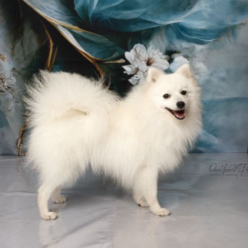 Élevage de spitz japonais lof 44