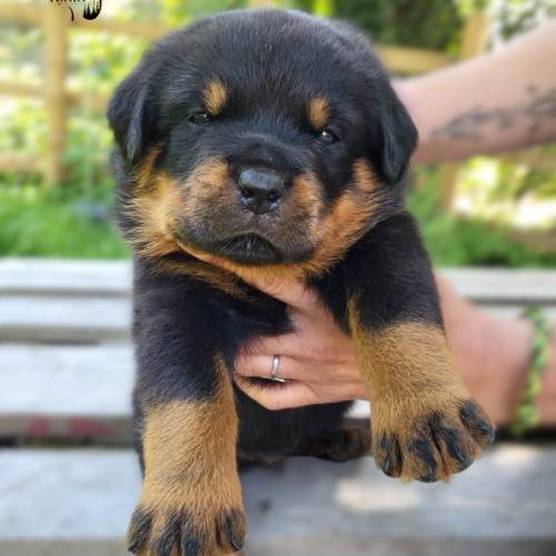 Chiot rottweiler inscrit au lof