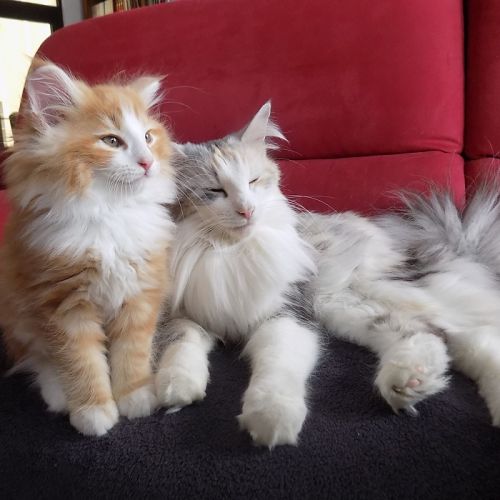 Chats norvégiens - chatterie du mont d'alba