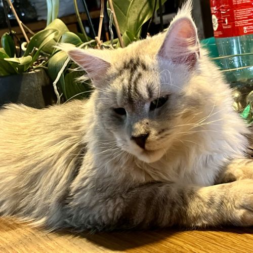 Éleveuse de maine coon