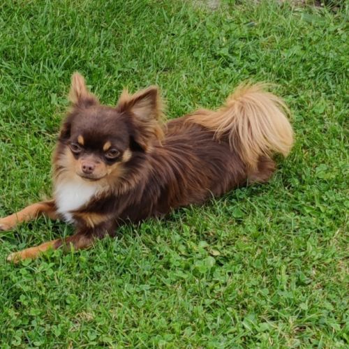 Elevage des comtes de la plaines du forez