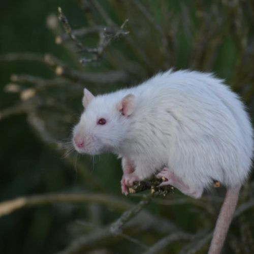 Élevage familial de rats domestiques