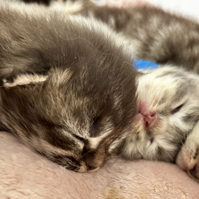 Chatterie l’etoile nuts