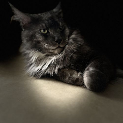 Elevage des coon de manaya’kl