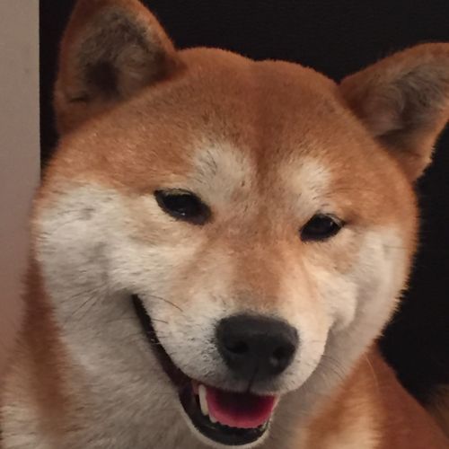 Elevage de superbes shibas lof