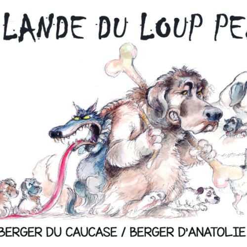 Elevage berger du caucase et berger d'anatolie