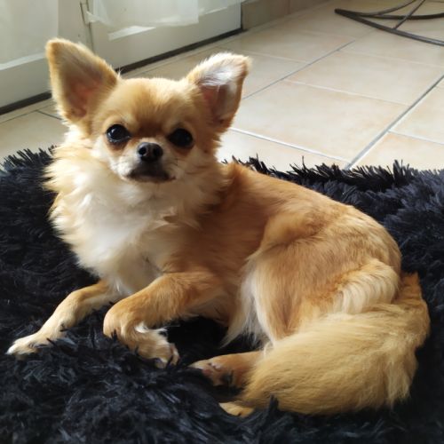 Elevage chihuahua lof (pure race) poil long