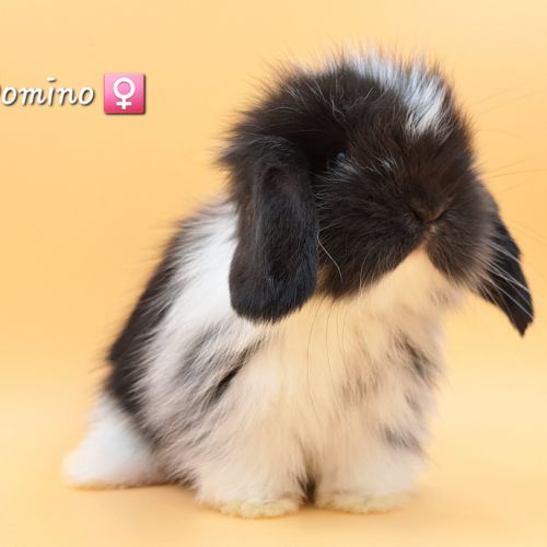 Élevage pro lapins nains à lyon