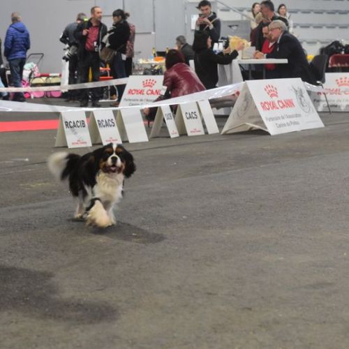 Des verdiers des champs