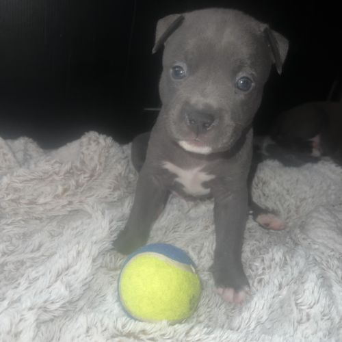 Elevage amstaff bleu