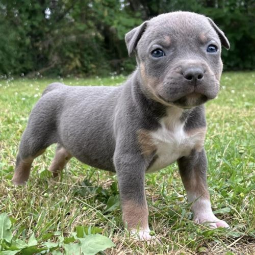 Domaine d'ox américan staff