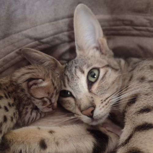 Élevage familial de chat savannah