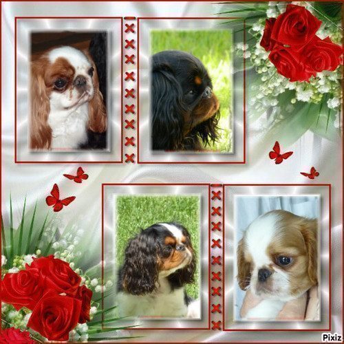 Elevage de King Charles Spaniel
