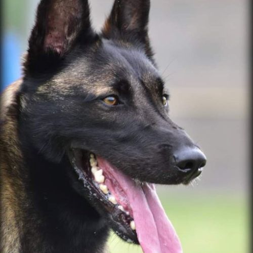 Elevage de berger belge malinois