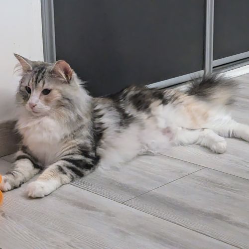 Chatterie mey luna - norvégiens