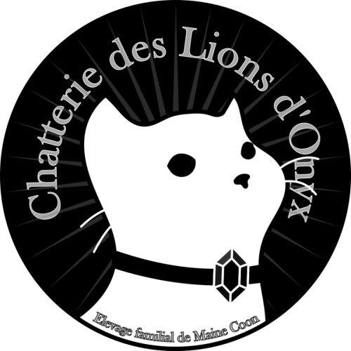 Chatterie des lions d'onyx - elevage de maine coon