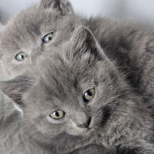 Chatterie des bleus grelots