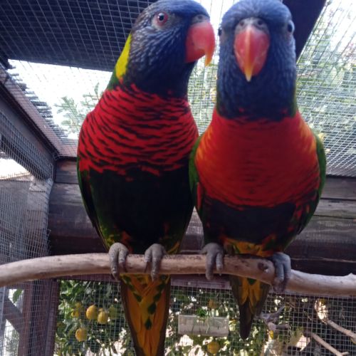 Loriquet arc en ciel, conures de molinae