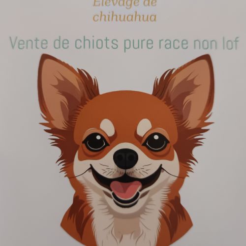 Elevage familial de chihuahua