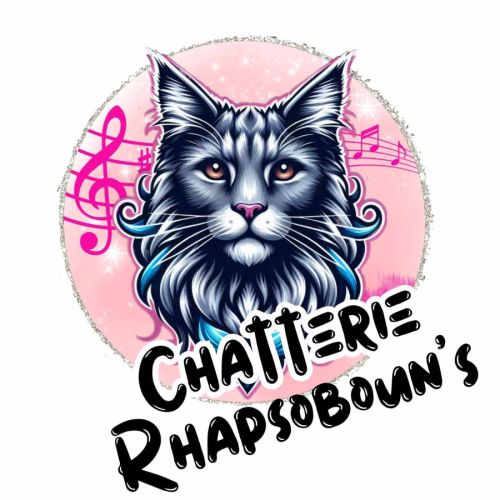 Elevage de maine coon