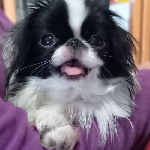 Epagneul japonais, boston des honey's bulls