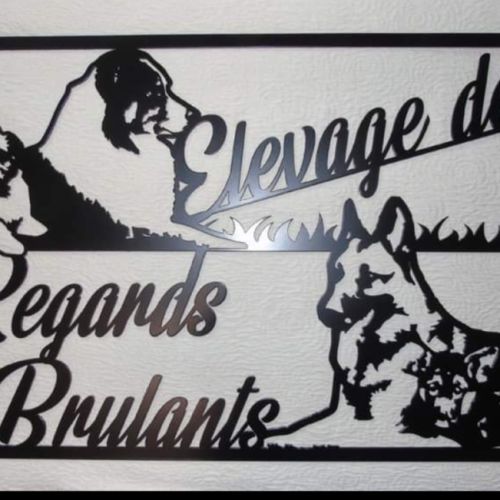 Elevage familial de berger australien et berger al