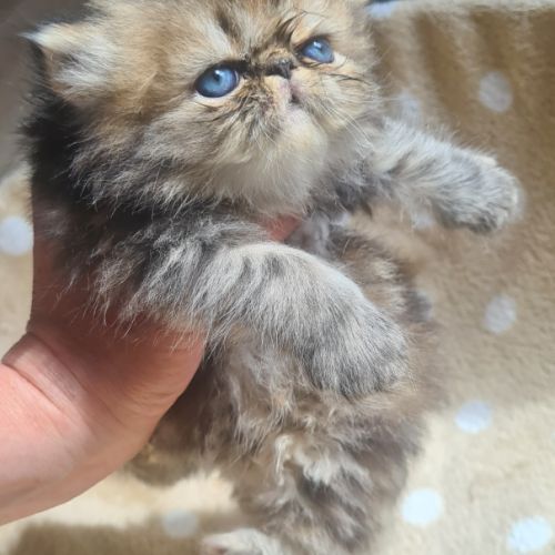 Elevage du miracle persan