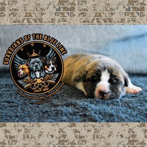 Une race, une passion . . .